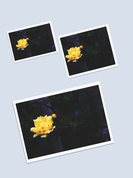 Twilight - Photo Card