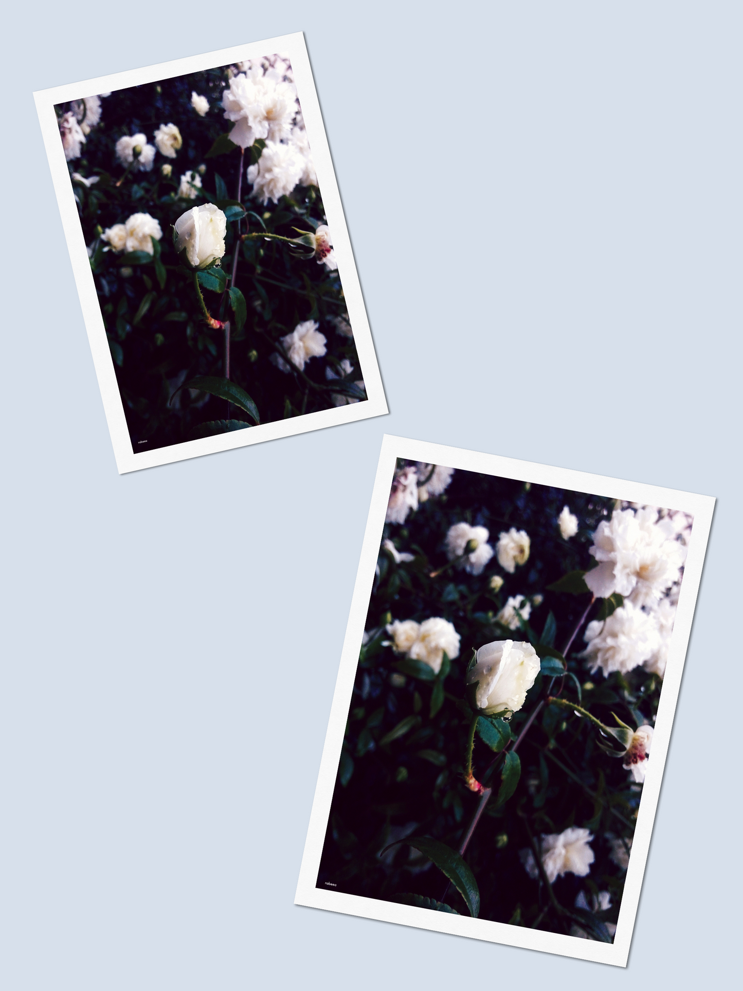 Bloom - Photo Card