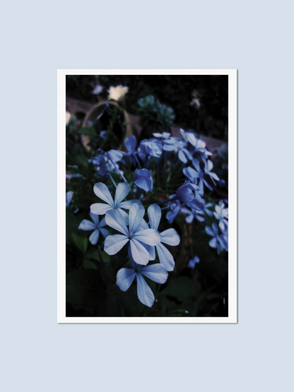 Blue - Photo Card