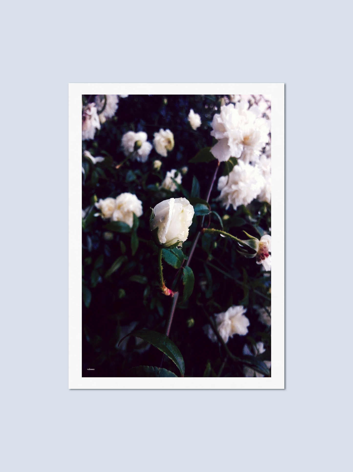 Bloom - Photo Card