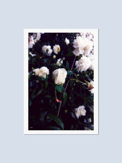 Bloom - Photo Card