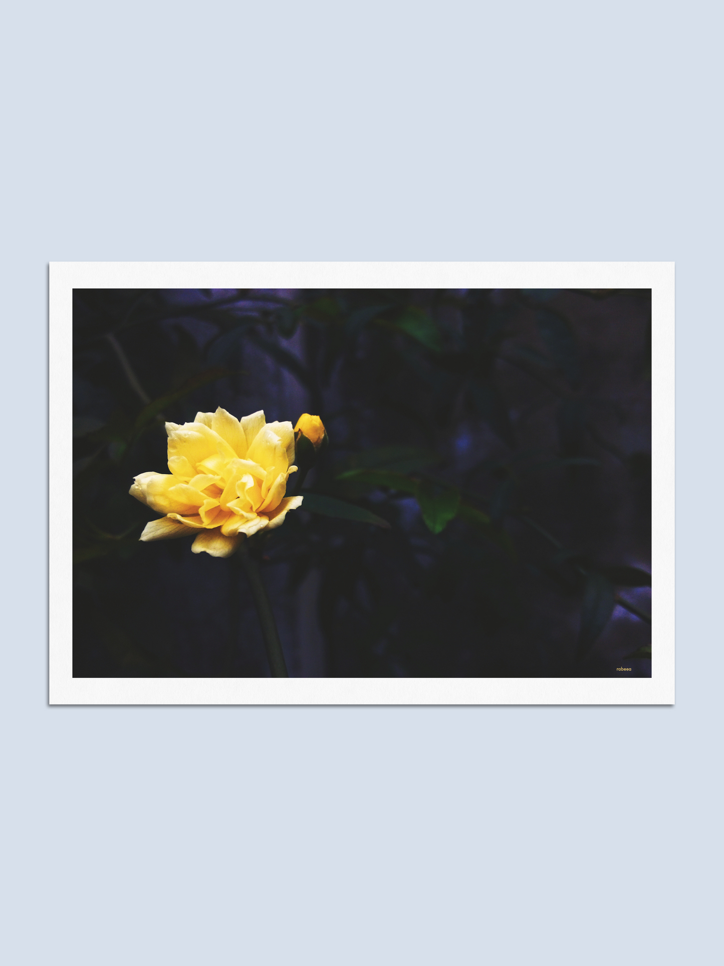 Twilight - Photo Card