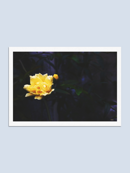 Twilight - Photo Card